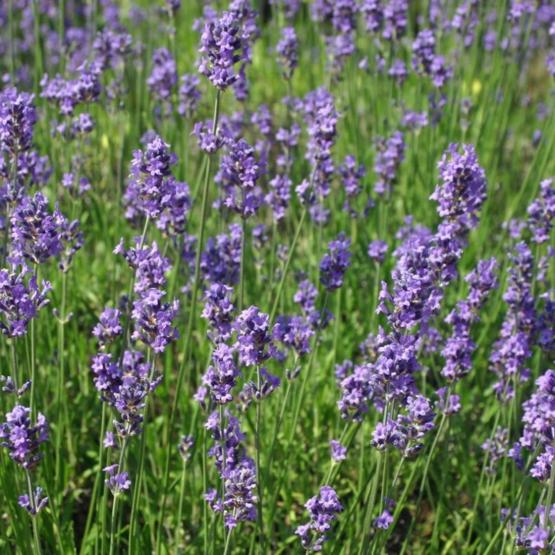 Lavandula Angustifolia Flower  AUNA kosmetyki.jpg