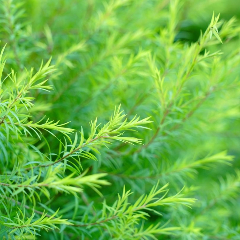 Melaleuca Alternifolia Leaf Oil  AUNA kosmetyki.jpg
